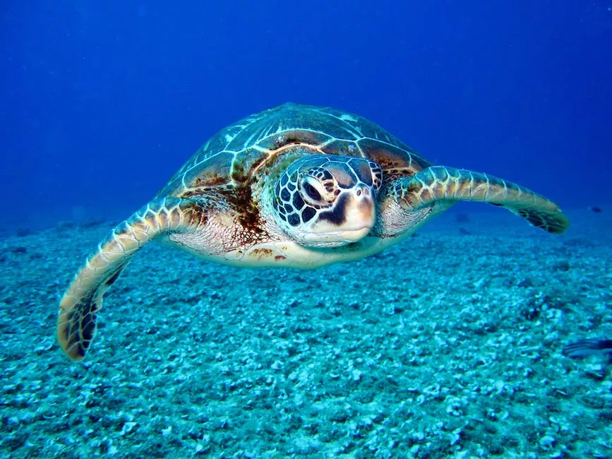 Weekly Turtle Update: Stay Informed About Our Shelled Friends